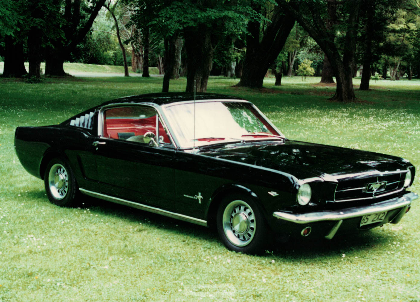 Black Mustang stocker.jpg